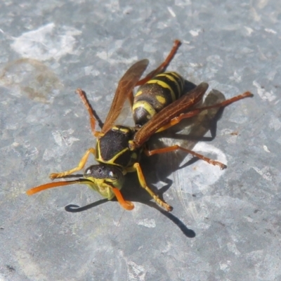 Polistes (Polistes) chinensis at suppressed - 19 Apr 2024 by Christine