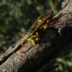 Polistes (Polistes) chinensis (Asian paper wasp) at Dunlop, ACT - 19 Apr 2024 by Christine