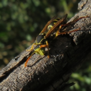 Polistes (Polistes) chinensis at West Belconnen Pond - 19 Apr 2024