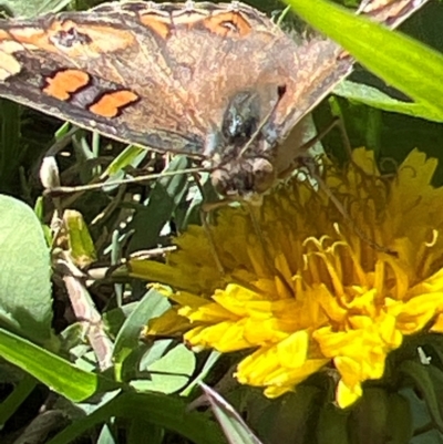 Junonia villida (Meadow Argus) at Holt, ACT - 20 Apr 2024 by JimL