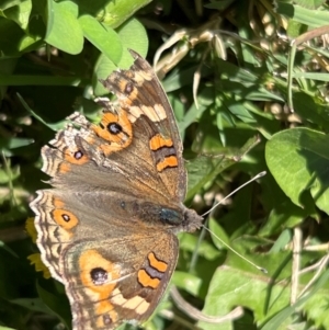 Junonia villida at Holt, ACT - 20 Apr 2024