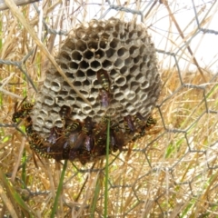 Polistes (Polistes) chinensis (Asian paper wasp) at Wallaroo, NSW - 19 Apr 2024 by Christine