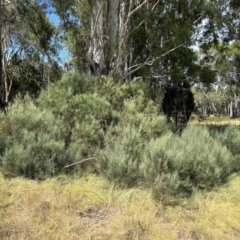 Exocarpos strictus at Pine Island to Point Hut - 11 Mar 2024 12:15 PM