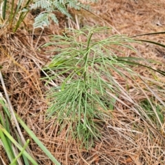 Pseudolycopodium densum (Bushy Club Moss) at QPRC LGA - 17 Apr 2024 by Csteele4