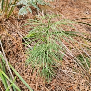 Pseudolycopodium densum at QPRC LGA - 17 Apr 2024