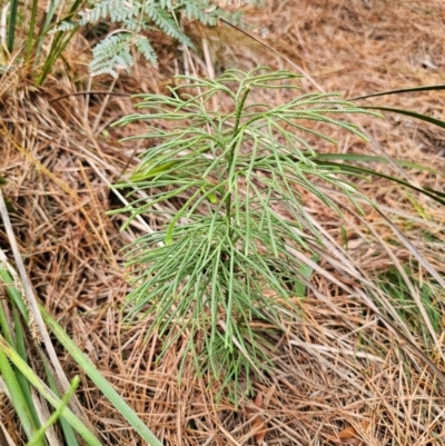 Lycopodium deuterodensum (Bushy Club Moss) at Farringdon, NSW - 17 Apr 2024 by Csteele4