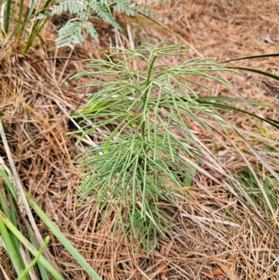 Lycopodium deuterodensum at Farringdon, NSW - 17 Apr 2024 by Csteele4