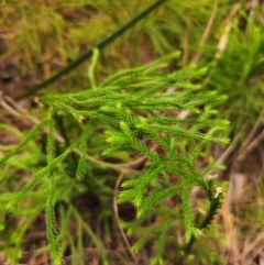 Lycopodium deuterodensum at QPRC LGA - 17 Apr 2024