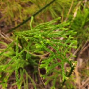 Pseudolycopodium densum at QPRC LGA - 17 Apr 2024