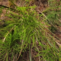 Lycopodium deuterodensum at QPRC LGA - 17 Apr 2024