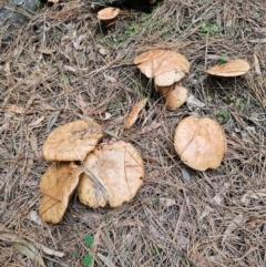 Suillus bovinus (Jersey Cow Bolete) at Tallaganda State Forest - 17 Apr 2024 by Csteele4