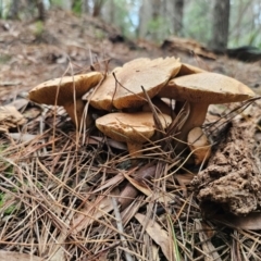 Suillus bovinus at QPRC LGA - 17 Apr 2024