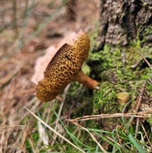 Suillus bovinus at QPRC LGA - 17 Apr 2024