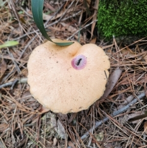 Suillus bovinus at QPRC LGA - 17 Apr 2024