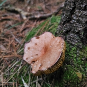 Suillus bovinus at QPRC LGA - 17 Apr 2024