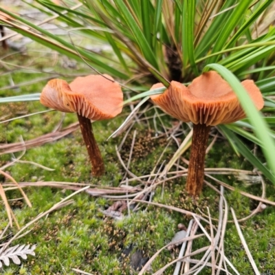 Laccaria proxima (Laccaria proxima) at QPRC LGA - 17 Apr 2024 by Csteele4