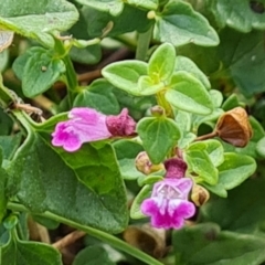 Scutellaria humilis (Dwarf Skullcap) at Isaacs, ACT - 20 Apr 2024 by Mike