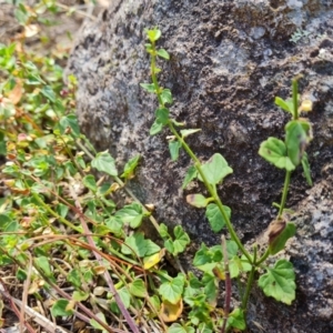 Scutellaria humilis at Isaacs Ridge - 20 Apr 2024
