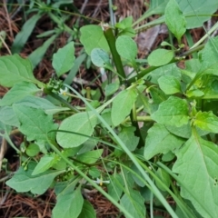 Solanum nigrum (Black Nightshade) at Isaacs Ridge - 20 Apr 2024 by Mike