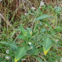 Solanum chenopodioides (Whitetip Nightshade) at Isaacs Ridge and Nearby - 20 Apr 2024 by Mike