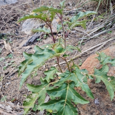 Solanum cinereum (Narrawa Burr) at Isaacs Ridge and Nearby - 20 Apr 2024 by Mike