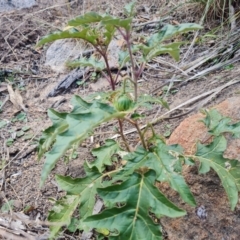 Solanum cinereum (Narrawa Burr) at Isaacs Ridge - 20 Apr 2024 by Mike