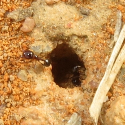 Monomorium sp. (genus) (A Monomorium ant) at West Belconnen Pond - 19 Apr 2024 by Christine