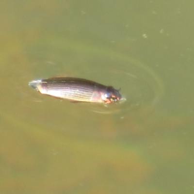 Gyrinidae sp. (family) (Unidentified whirligig beetle) at Wallaroo, ACT - 19 Apr 2024 by Christine