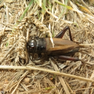 Teleogryllus commodus at West Belconnen Pond - 19 Apr 2024 01:20 PM