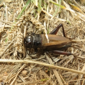 Teleogryllus commodus (Black Field Cricket) at West Belconnen Pond by Christine