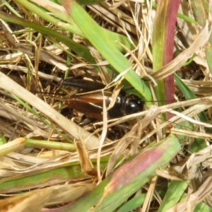 Teleogryllus commodus at West Belconnen Pond - 19 Apr 2024