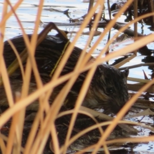 Hydromys chrysogaster (Rakali or Water Rat) at Wallaroo, ACT by Christine