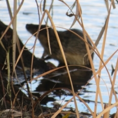 Hydromys chrysogaster at Wallaroo, ACT - 19 Apr 2024