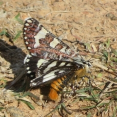 Apina callisto (Pasture Day Moth) at West Belconnen Pond - 19 Apr 2024 by Christine