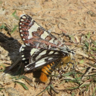 Apina callisto (Pasture Day Moth) at Dunlop, ACT - 19 Apr 2024 by Christine