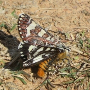 Apina callisto (Pasture Day Moth) at West Belconnen Pond by Christine