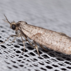 Psychidae (family) MATURE (Case Moth) at Jerrabomberra, NSW - 16 Apr 2024 by DianneClarke