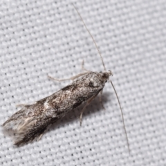 Oecophoridae (family) (Unidentified Oecophorid concealer moth) at QPRC LGA - 16 Apr 2024 by DianneClarke