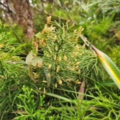 Pseudolycopodium densum (Bushy Club Moss) at QPRC LGA - 17 Apr 2024 by Csteele4