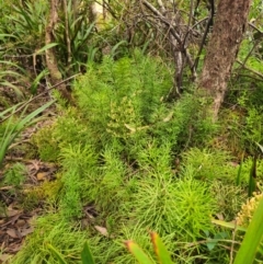 Pseudolycopodium densum at QPRC LGA - suppressed