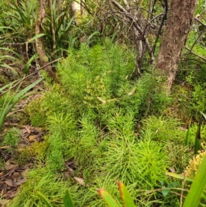 Pseudolycopodium densum at QPRC LGA - suppressed