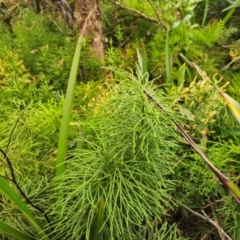 Pseudolycopodium densum at QPRC LGA - suppressed