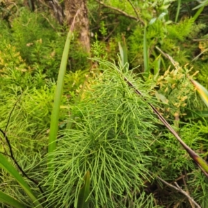 Pseudolycopodium densum at QPRC LGA - 17 Apr 2024