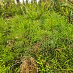 Pseudolycopodium densum at QPRC LGA - suppressed