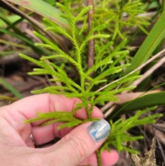 Pseudolycopodium densum at QPRC LGA - suppressed