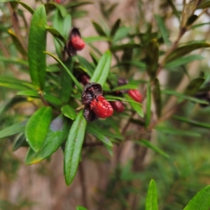 Pittosporum bicolor at QPRC LGA - 17 Apr 2024