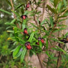 Pittosporum bicolor at QPRC LGA - 17 Apr 2024