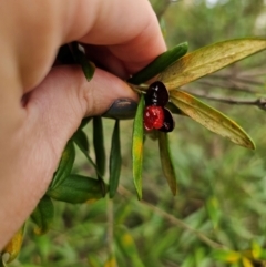 Pittosporum bicolor at QPRC LGA - 17 Apr 2024