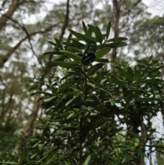 Pittosporum bicolor at QPRC LGA - 17 Apr 2024 03:16 PM