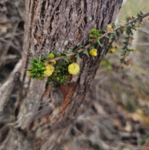 Acacia gunnii at QPRC LGA - 17 Apr 2024 12:19 PM